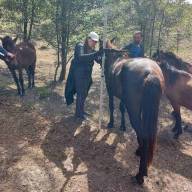 Збереження та відновлення коней поліської породної групи